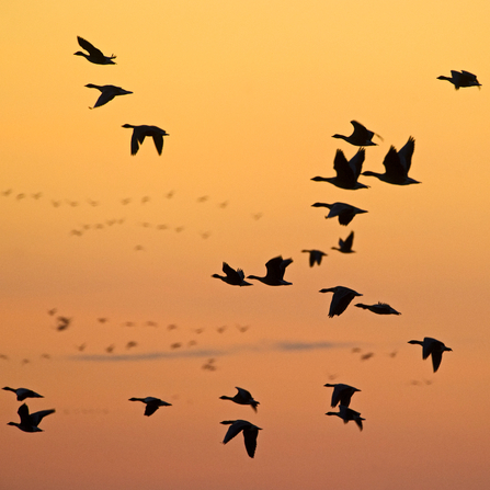 Pink footed geese flying in formation in front of a bright orange sky at sunset
