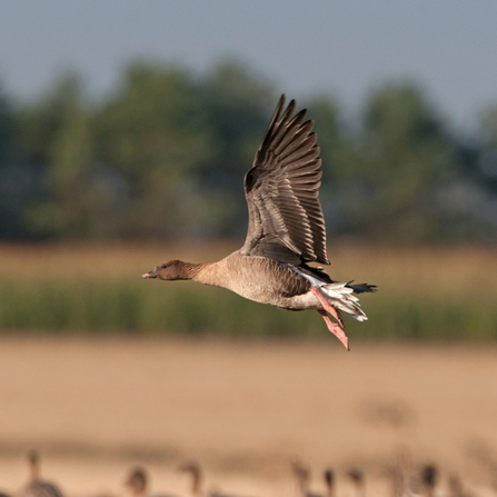 A pink footed goose in mid flight. Photograph by David Tipling/2020VISION