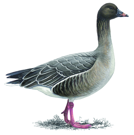 An illustration of a pink footed goose by Mike Langman