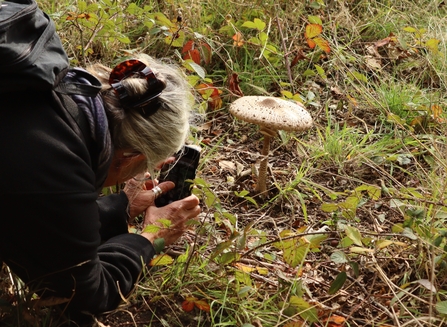 Common parasol mushroom being photographed by a YWT volunteer