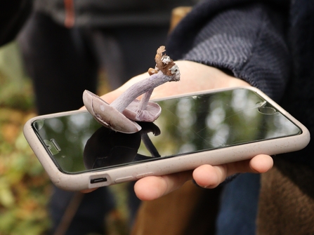 Two wood blewit mushrooms being balanced on a mobile phone