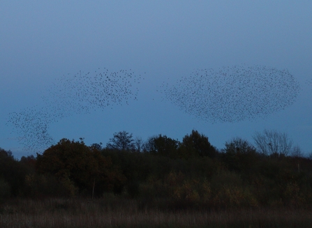 Two murmuration patterns next to one another in a dark sky
