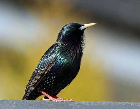 Close-up shot of a starling against a yellow background