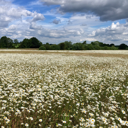 A meadow filled with wildflowers at Staveley nature reserve