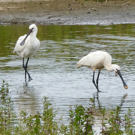 Two spoonbills at Filey Dams nature reserve. Photograph by Judith Henley 