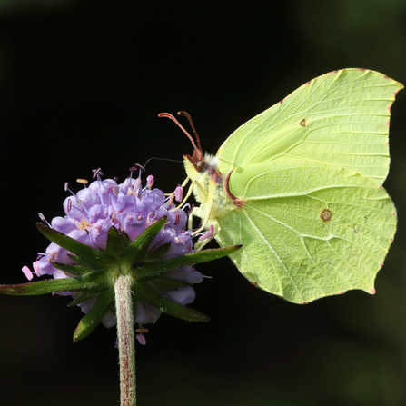 A brimstone butterfly perched on a purple flower. Photograph by Vaughn Matthews.