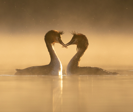 Two great crested grebe rubbing their beaks together on a misty lake at sunrise. Photo by Jon Hawkins Surrey Hills Photography