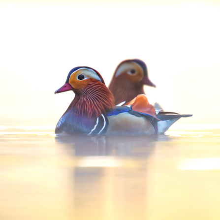Two colourful mandarin ducks on a mist morning lake