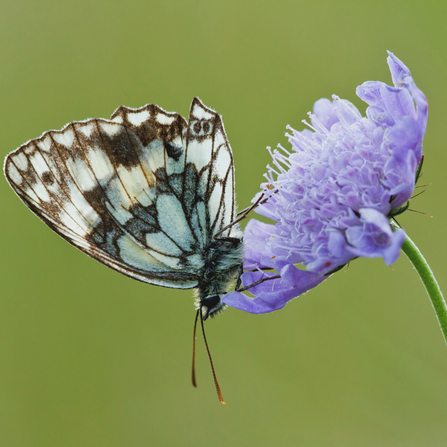 A Marbled White butterfly resting on resting on a small scabious flower. Photo by Edwardes/2020VISION