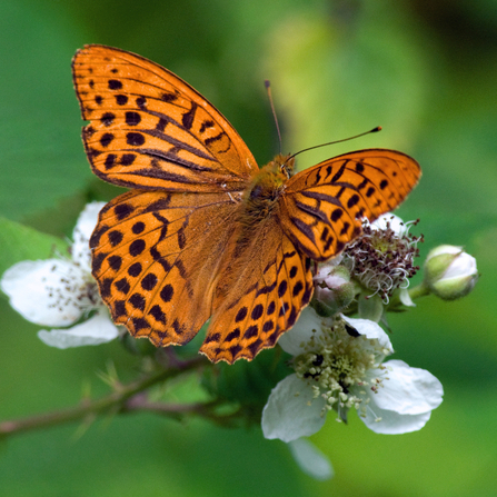 A silver-washed fritillary perched on a hawthorn flower. Photograph by Don Sutherland