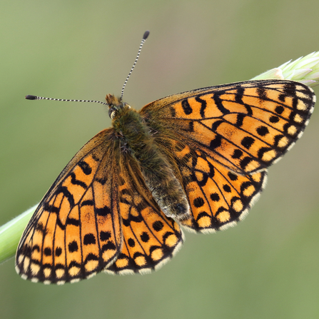 A small pearl-bordered Fritillary  perched on a piece of grass. Photo by Vaughn Matthews