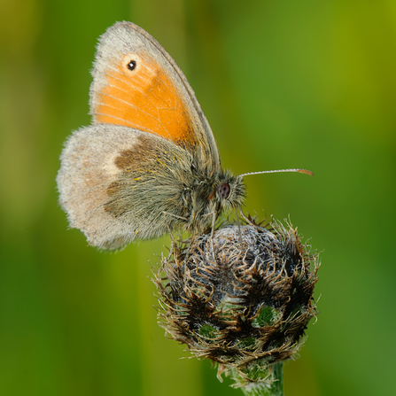 A small heath butterfly perched on a flower. Photo by John Bridges