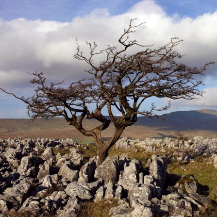 A lone tree surrounded by a rock formation on an upland hill top. Photo by Tim Chapman.