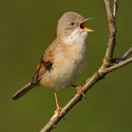 A whitethroat perched on a branch. Photo by Jon Hawkins.