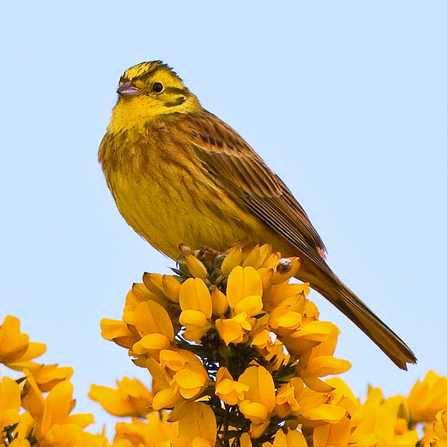A yellow hammer perched on top of gorse bush. Photo by Harry hog