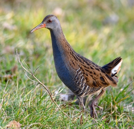 Colour photo of standing water rail on grass