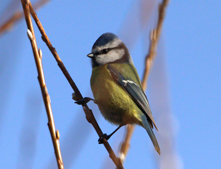 Blue tit clinging to branch