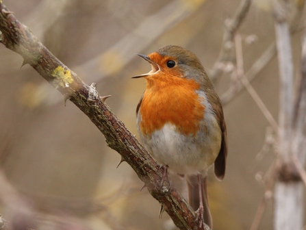 Robin singing on thorny branch