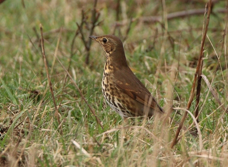 Song thrush upright in field