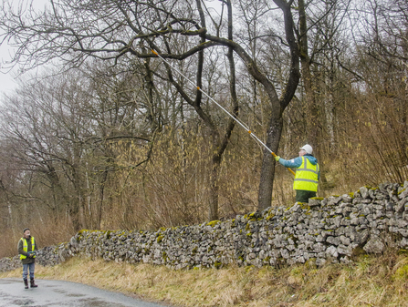 trimming saplings that were damaging the drystone wall that surrounds the woodland. 