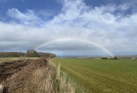 Picture of the edge of a field where hedgerows are being planted with a rainbow arching over the top of the picture.