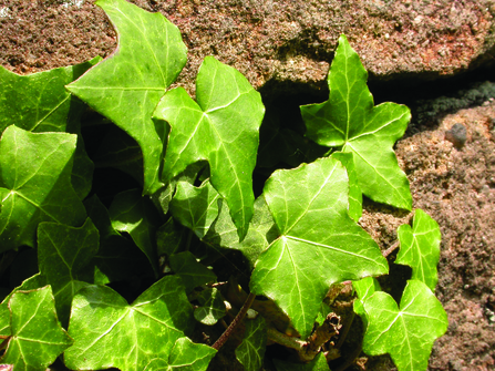 Ivy on a stone wall