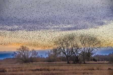 Starlings Ripon City Wetlands