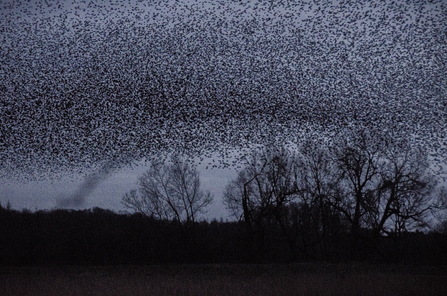 Thousands of starlings arriving at dusk