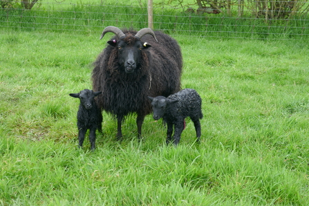 Our Hebridean sheep are uniquely suited to conservation grazing - Howard Roddie