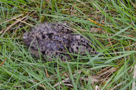 The lapwing chick was hidden in the long grass luckily the team spotted it! - Sara, Telling our Story Volunteer