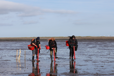 Three people with a seagrass planting tool planting seagrass bags in the shore beds