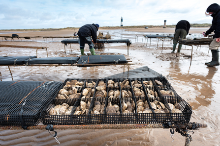 Oysters being reintroduced in segmented trestles and boxes on the beach.