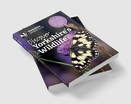 The new Discover Yorkshire's Wildlife Handbook, featuring a black and white butterfly on purple flowers.