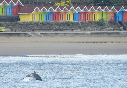 Dolphin returning into the sea after rising. Photo taken from sea looking back to shore. The backdrop is the beachfront and behind that, the coloured painted beach huts