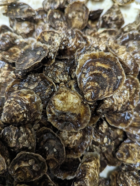 Group of oysters