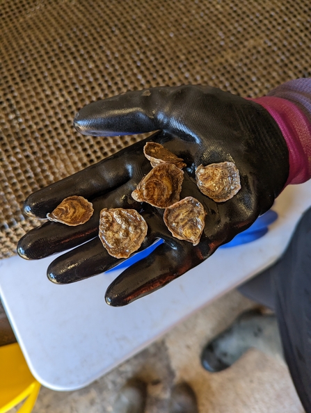 Oysters in hand to be measured