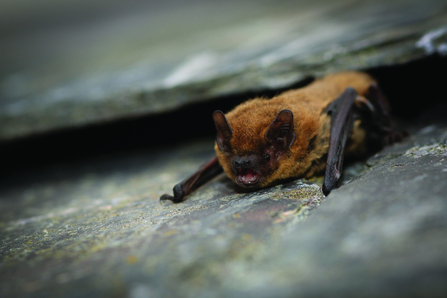 Pipistrelle bat facing the camera flat on a surface coming out of hibernation.
