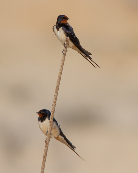 Swallows at Spurn - Simon Tull