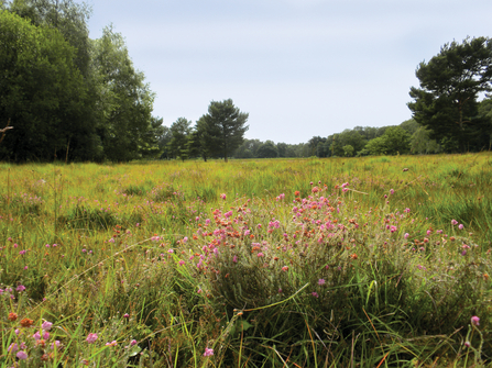 View of Strensall Common meadow. Green grass and pink flowers and a blue sky with trees lining either side.