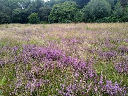 Heather on a meadow on a nature reserve. It is purple amongst the long grass.