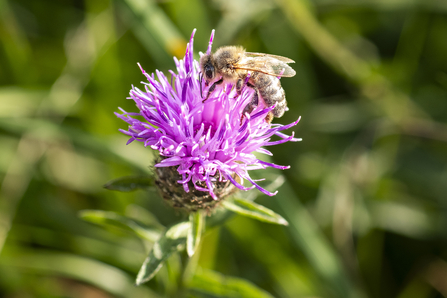 Honey bee, Weybeck's pasture - TOS Volunteer Sara
