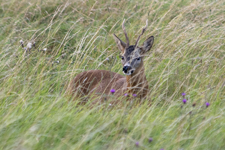 A glimpse of a roe deer amongst the wild flowers, photo credit - Telling Our Story Volunteer, Sara