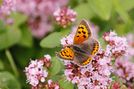Small Copper Butterfly on Wild Marjoram, Simon Tull