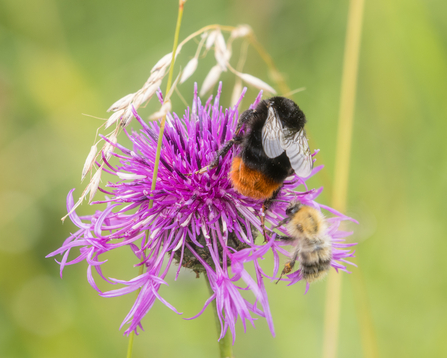 Red-tailed Bumblebee and Common Carder Bee on Greater Knapweed, Simon Tull