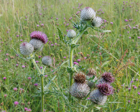 Wooly Thistle, a speciality of Wharram Quarry, Simon Tull