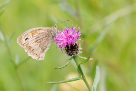 Meadow Brown Butterfly, Simon Tull