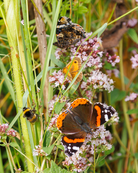 Red admiral & gatekeeper butterflies, and buff-tailed bumblebee - Simon Tull