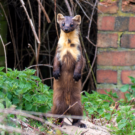 A pine marten stood up on its back legs. There are two distinct brown marks on its cream colour bib. 