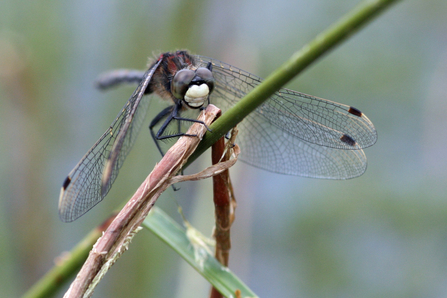 A black dragonfly with wings pointed downwards sits on a plant stem running diagonally across the image. It has a large white patch on the front of its head.
