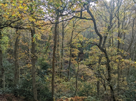 View of the woodland canopy from high up on the path within the woodlands. The trees have autumnal colours.